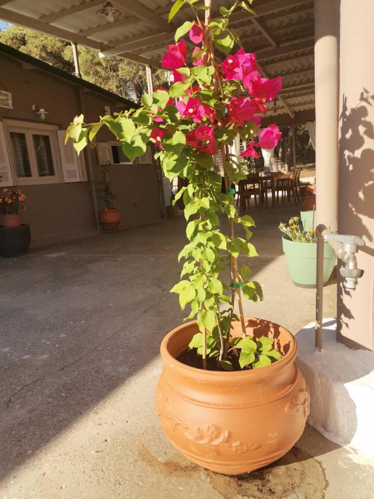 Serenity House Spiatza Katarrakhion Εξωτερικό φωτογραφία